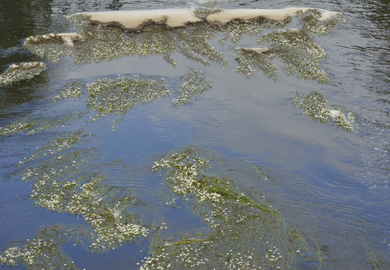 Killer weeds blossom! Les algues tueuses en fleur!
Les algues vertes en Bretagne...
Keywords: bretagne;lac de guerlédan;algues vertes;©photo Christine Prat;©Christine Prat photography