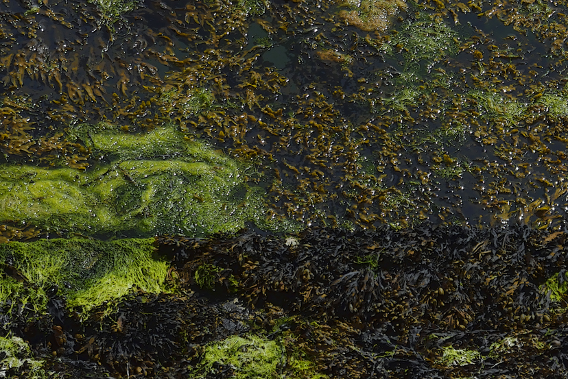 Camaret-sur-Mer, le port
...et les algues
Keywords: camaret;camaret-sur-mer;Camaret Finistère;port de Camaret-sur-Mer;Bretagne;photo ©Christine Prat;©christine prat